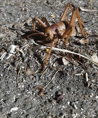 Deinacrida heteracantha