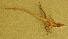 Calotes versicolor