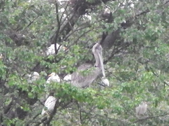 Pelecanus occidentalis