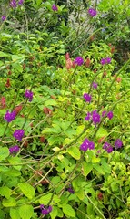 Stachytarpheta frantzii