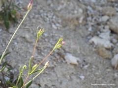 Silene muscipula