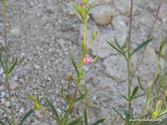 Silene muscipula