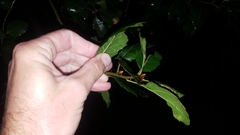 Quercus agrifolia agrifolia