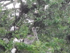 Pelecanus occidentalis