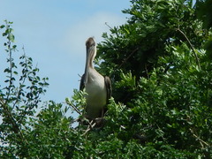 Pelecanus occidentalis