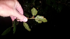 Quercus agrifolia agrifolia