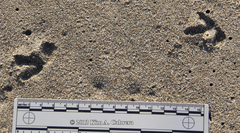 Charadrius vociferus