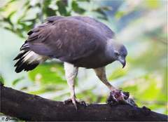 Haliaeetus ichthyaetus