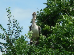 Pelecanus occidentalis