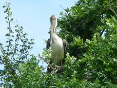 Pelecanus occidentalis