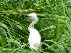 Bubulcus ibis