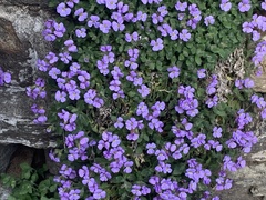 Aubrieta deltoidea
