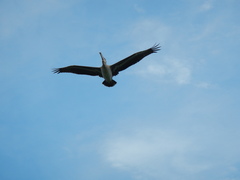 Pelecanus occidentalis