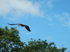 Pelecanus occidentalis