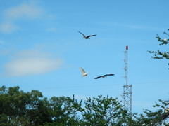 Pelecanus occidentalis