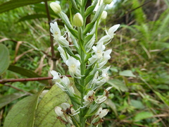 Habenaria monorrhiza