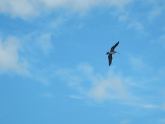 Pelecanus occidentalis