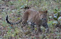 Panthera pardus fusca