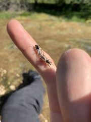 Bibio xanthopus