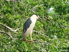 Nycticorax nycticorax