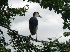 Nycticorax nycticorax