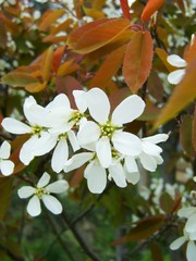 Amelanchier canadensis