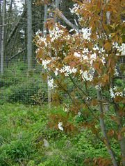 Amelanchier canadensis