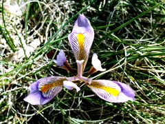Iris unguicularis cretensis