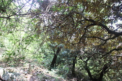 Englerophytum magalismontanum