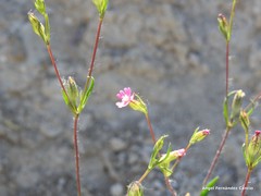 Silene muscipula