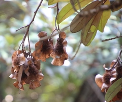 Pterocarpus angolensis
