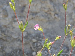 Silene muscipula