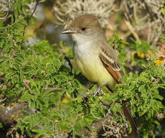 Nutting's Flycatcher photo 3