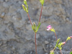 Silene muscipula