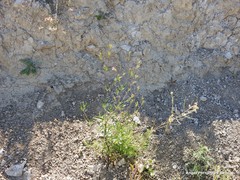 Silene muscipula