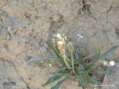 Plantago albicans