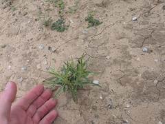 Pombalia verticillata, photograph Cleveland Powell, CC BY, iNaturalist via GBIF