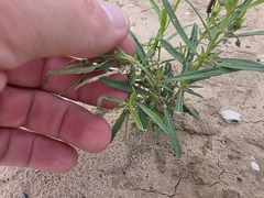 Pombalia verticillata, photograph Cleveland Powell, CC BY, iNaturalist via GBIF