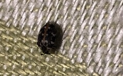 Anthrenus scrophulariae