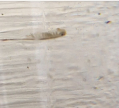 Chirocephalus diaphanus