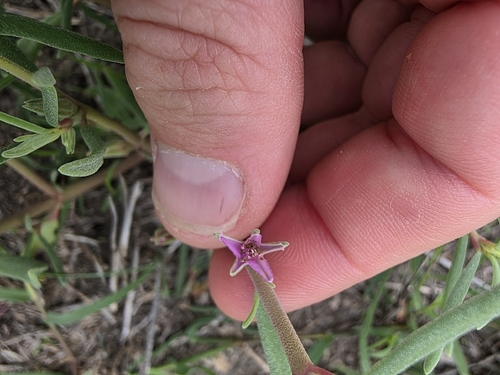 Sesuvium revolutifolium, photograph 3