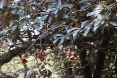 Englerophytum magalismontanum