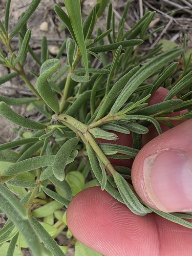 Sesuvium revolutifolium, photograph 4