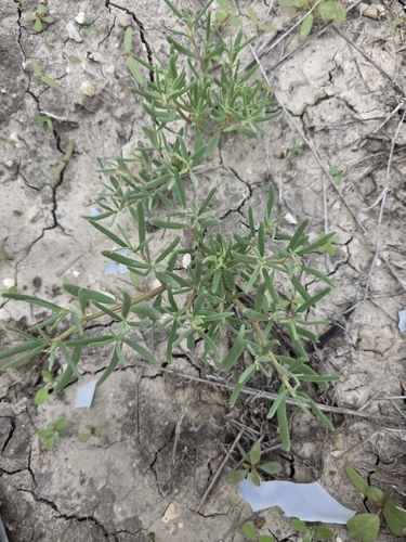 Sesuvium revolutifolium, photograph 5
