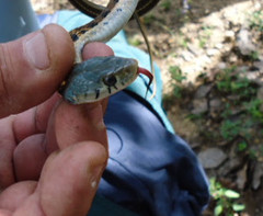 Thamnophis cyrtopsis collaris