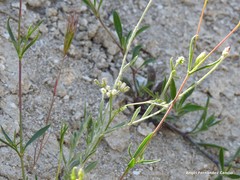 Torilis leptophylla