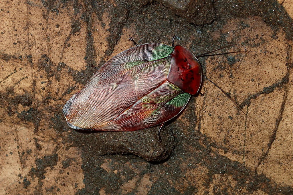Apotrogia