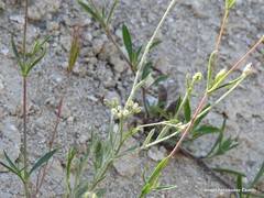 Torilis leptophylla