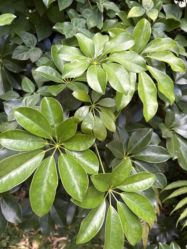 Heptapleurum arboricola observed 2026-04-26