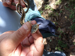 Thamnophis cyrtopsis collaris